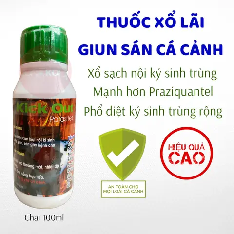 Cách Trị Sán Hồ Cá Cảnh Hiệu Quả & An Toàn: Hướng Dẫn Chi Tiết