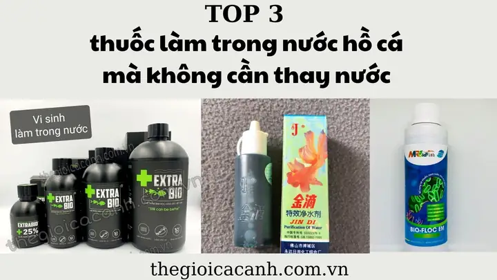 Top 5 Thuốc Xử Lý Nước Hồ Cá Tốt Nhất: Bí Quyết Nước Trong Vắt, Cá Khỏe Mạnh