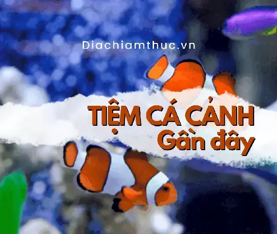 Top 10+ Tiệm Cá Cảnh Tân Phú Uy Tín, Giá Tốt Nhất 2024