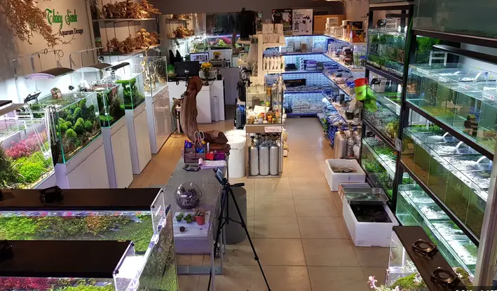 Top 10+ Tiệm Cá Cảnh Tân Phú Uy Tín, Giá Tốt Nhất 2024