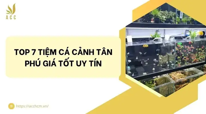 Top 10+ Tiệm Cá Cảnh Tân Phú Uy Tín, Giá Tốt Nhất 2024