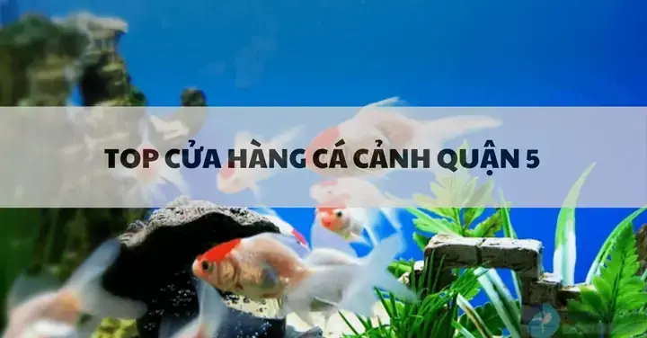 Tiệm Cá Cao Quý: Địa Chỉ Uy Tín, Cá Đẹp & Phụ Kiện Cần Biết Tiệm Cá Cao Quý: Địa Chỉ Uy Tín, Cá Đẹp & Phụ Kiện Cần Biết