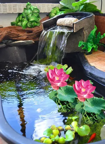 Tiểu Cảnh Hồ Cá Mini: Ý Tưởng Sáng Tạo & Hướng Dẫn Trang Trí Đẹp