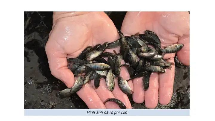 Cá Rô Phi Đơn Tính: Đặc Điểm Nổi Bật, Lợi Ích Kinh Tế Và Kỹ Thuật Nuôi