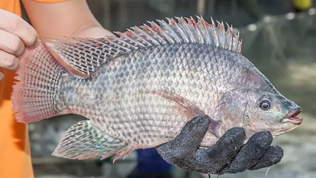 Cá Rô Phi Đơn Tính: Đặc Điểm Nổi Bật, Lợi Ích Kinh Tế Và Kỹ Thuật Nuôi