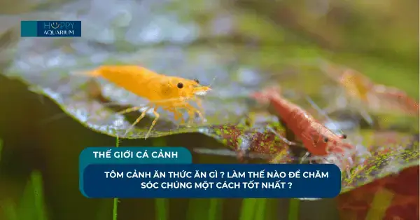 Tôm Kiểng Có Ăn Cá Không? Sự Thật & Cách Nuôi Chung An Toàn