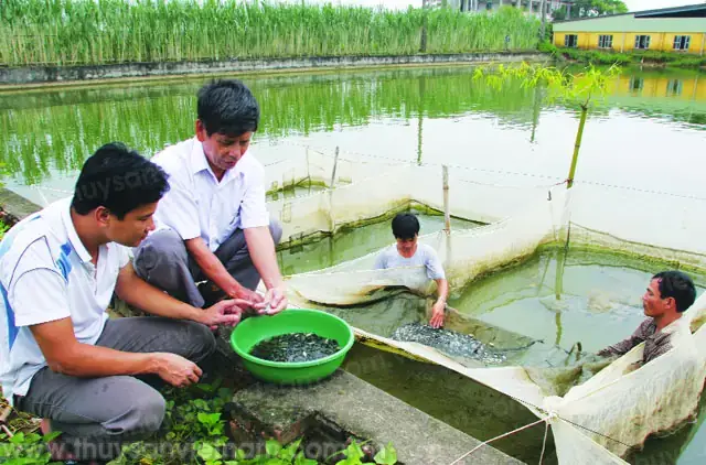 Trại Cá Giống Cù Vân Thái Nguyên: Địa Chỉ Cung Cấp Cá Chất Lượng Cho Người Nuôi