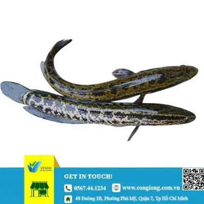 Trại Cá Giống Hà Nam: Địa Chỉ, Loại Cá Và Kinh Nghiệm Chọn Mua Uy Tín