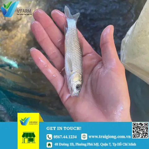 Trại Cá Giống Hà Nam: Địa Chỉ, Loại Cá Và Kinh Nghiệm Chọn Mua Uy Tín