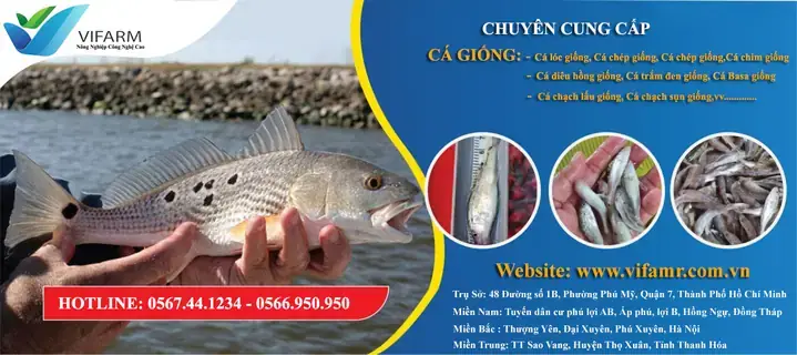 Trại Cá Giống Hà Nam: Địa Chỉ, Loại Cá Và Kinh Nghiệm Chọn Mua Uy Tín