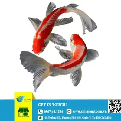 Trại Cá Giống Hà Nội: Top Địa Chỉ Uy Tín & Kinh Nghiệm Chọn Giống