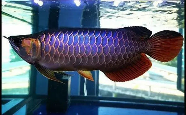 Top Trại Cá Rồng Hà Nội: Địa Chỉ, Kinh Nghiệm Chọn Mua & Chăm Sóc