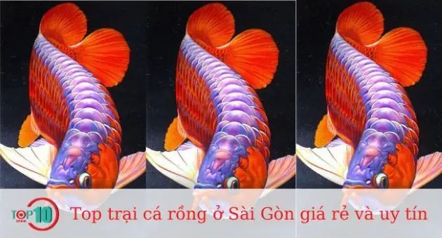 Khám Phá Các Trại Cá Rồng Uy Tín Tại Tp.hcm: Địa Chỉ, Kinh Nghiệm & Lưu Ý Khám Phá Các Trại Cá Rồng Uy Tín Tại Tp.hcm: Địa Chỉ, Kinh Nghiệm & Lưu Ý