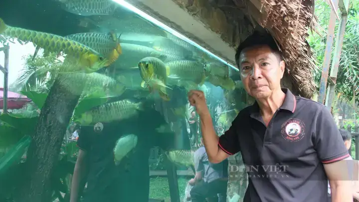 Khám Phá Các Trại Cá Rồng Uy Tín Tại Tp.hcm: Địa Chỉ, Kinh Nghiệm & Lưu Ý Khám Phá Các Trại Cá Rồng Uy Tín Tại Tp.hcm: Địa Chỉ, Kinh Nghiệm & Lưu Ý