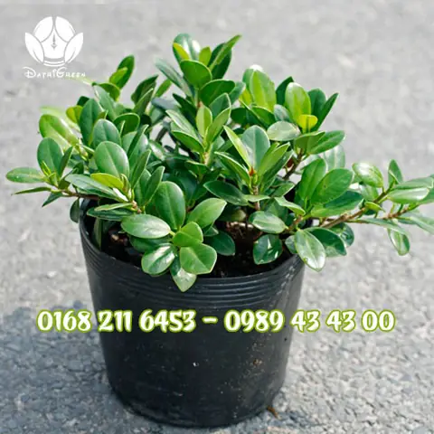 Trại Cây Cá Cảnh Đại Triều: Địa Chỉ, Sản Phẩm & Hướng Dẫn Chăm Sóc