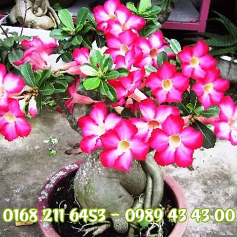 Trại Cây Cá Cảnh Đại Triều: Địa Chỉ, Sản Phẩm & Hướng Dẫn Chăm Sóc
