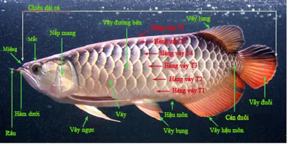Trai Đuôi Cá Rồng Là Gì? Phân Biệt & Ý Nghĩa Phong Thủy Trai Đuôi Cá Rồng Là Gì? Phân Biệt & Ý Nghĩa Phong Thủy