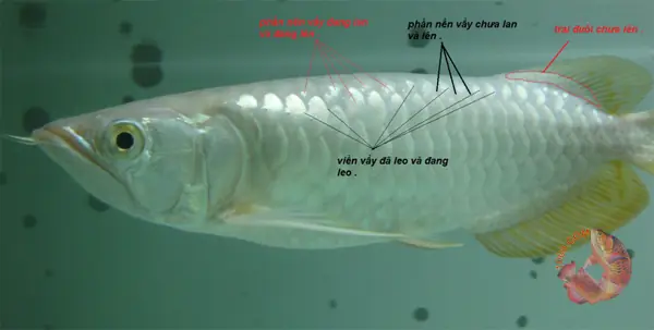 Trai Đuôi Cá Rồng Là Gì? Phân Biệt & Ý Nghĩa Phong Thủy Trai Đuôi Cá Rồng Là Gì? Phân Biệt & Ý Nghĩa Phong Thủy