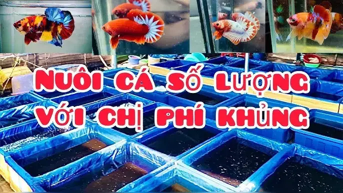 Khám Phá Các Trại Cá Betta Đẹp & Giống Tốt Nhất Hiện Nay