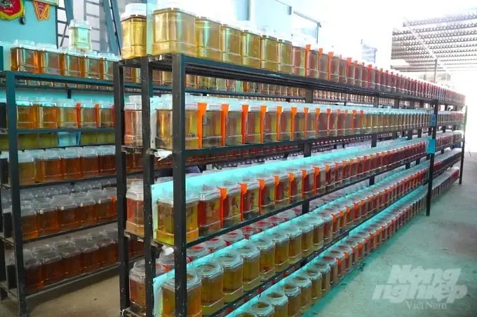 Khám Phá Các Trại Cá Betta Đẹp & Giống Tốt Nhất Hiện Nay