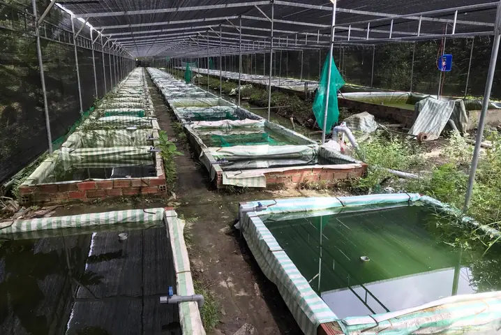 Top Các Trại Cá Cảnh Uy Tín Và Mô Hình Nuôi Phổ Biến Tại Việt Nam Top Các Trại Cá Cảnh Uy Tín Và Mô Hình Nuôi Phổ Biến Tại Việt Nam