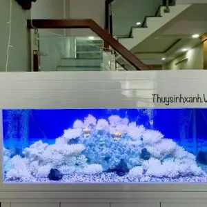 Trang Trí Hồ Cá Bằng San Hô: Hướng Dẫn Chi Tiết Và Lựa Chọn Phù Hợp