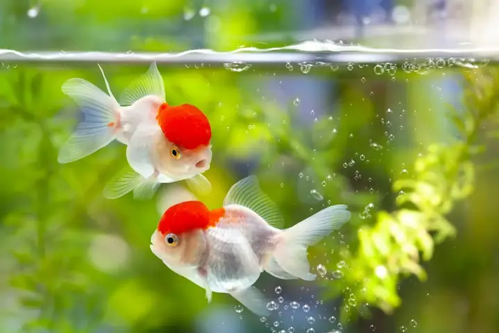 Trí Nhớ Cá Vàng: Sự Thật Bị Hiểu Lầm Và Khoảng Thời Gian Ghi Nhớ Thực Tế