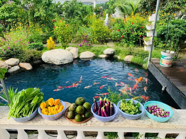 Mô Hình Aquaponics: Trồng Cây Nuôi Cá Tự Nhiên, Hiệu Quả Tại Nhà