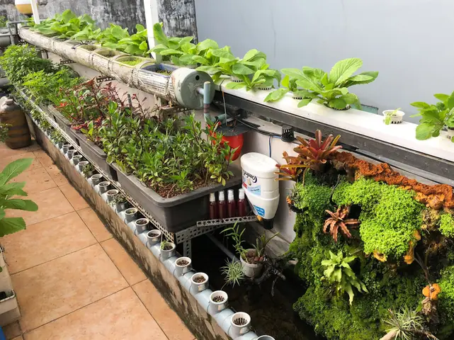 Hướng Dẫn Toàn Diện Mô Hình Trồng Rau Nuôi Cá Aquaponics Tại Nhà