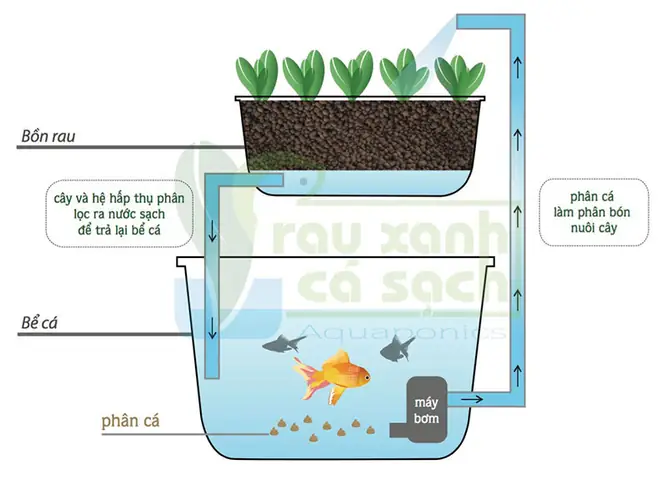 Hướng Dẫn Toàn Diện Mô Hình Trồng Rau Nuôi Cá Aquaponics Tại Nhà