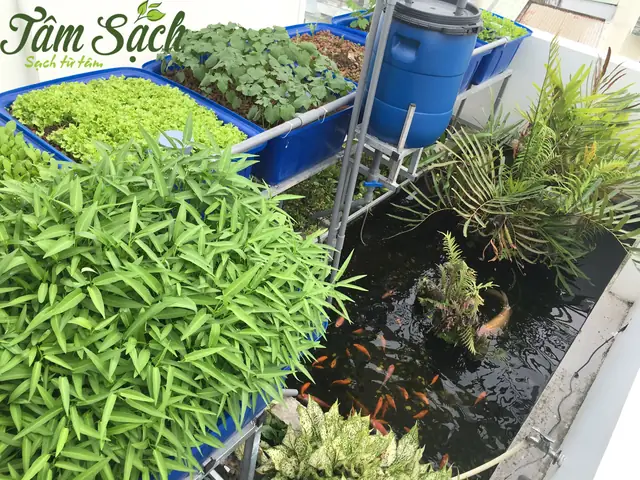 Hướng Dẫn Toàn Diện Mô Hình Trồng Rau Nuôi Cá Aquaponics Tại Nhà