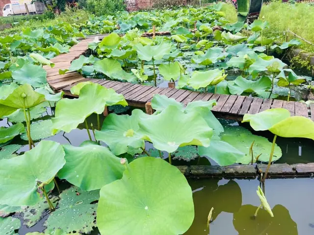 Hướng Dẫn Chi Tiết Cách Trồng Sen Trong Ao Nuôi Cá Đạt Năng Suất Cao Hướng Dẫn Chi Tiết Cách Trồng Sen Trong Ao Nuôi Cá Đạt Năng Suất Cao