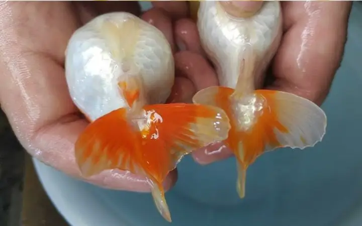 Hướng Dẫn Toàn Diện Về Trứng Cá Vàng 3 Đuôi: Ấp Nở & Chăm Sóc Cá Con