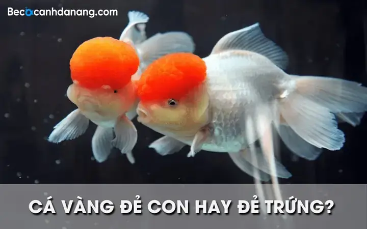 Hướng Dẫn Toàn Diện Về Trứng Cá Vàng 3 Đuôi: Ấp Nở & Chăm Sóc Cá Con