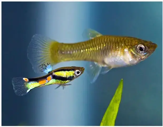 Cá Bảy Màu Đẻ Trứng Hay Đẻ Con? Giải Mã Thắc Mắc Phổ Biến