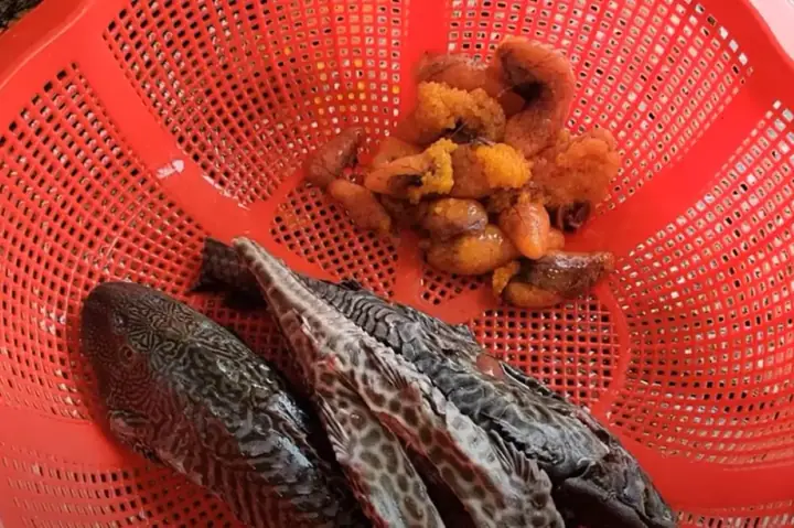 Trứng Cá Dọn Bể Có Độc Không? Có Nên Ăn Và Lưu Ý Gì Khi Chế Biến?