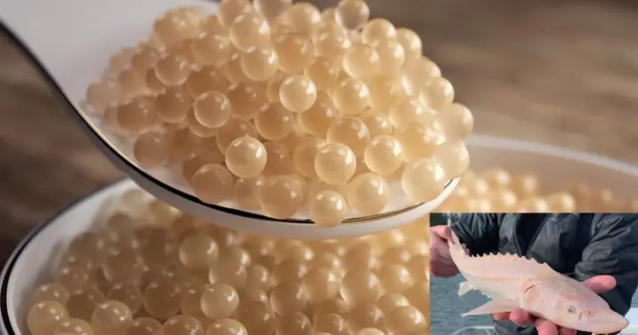 Trứng Cá Tầm Bạch Tạng: Giá Trị Đặc Biệt Và Lý Do Vì Sao Đắt Nhất Thế Giới Trứng Cá Tầm Bạch Tạng: Giá Trị Đặc Biệt Và Lý Do Vì Sao Đắt Nhất Thế Giới