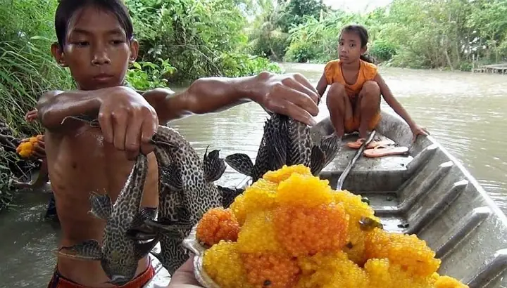 Trứng Cá Tỳ Bà: Nhận Biết, Tập Tính Sinh Sản Và Cách Xử Lý