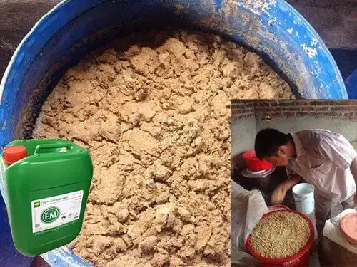 Hướng Dẫn Chi Tiết Cách Ủ Thức Ăn Cho Cá Hiệu Quả Bằng Men Vi Sinh