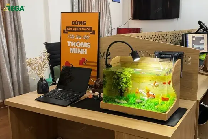 Vị Trí Đặt Bể Cá Trong Phòng Làm Việc Hợp Phong Thủy Giúp Thu Hút Tài Lộc
