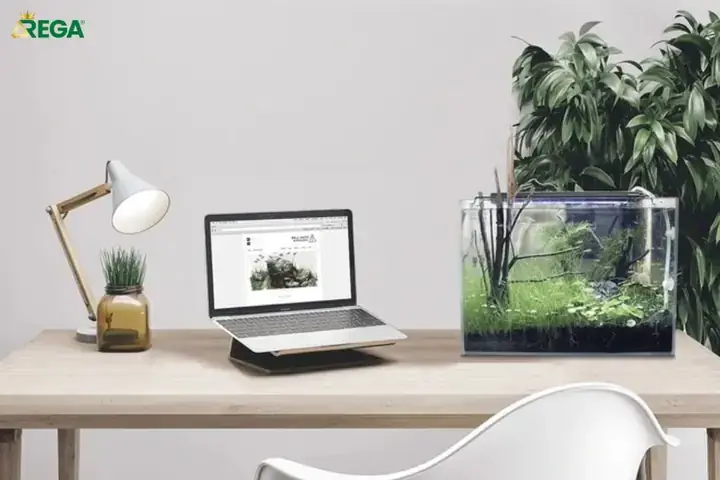 Vị Trí Đặt Bể Cá Trong Phòng Làm Việc Hợp Phong Thủy Giúp Thu Hút Tài Lộc