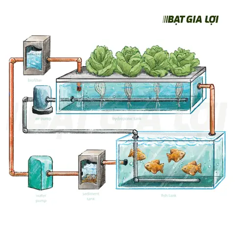 Mô Hình Aquaponics: Hướng Dẫn Nuôi Cá Kết Hợp Trồng Rau Hiệu Quả