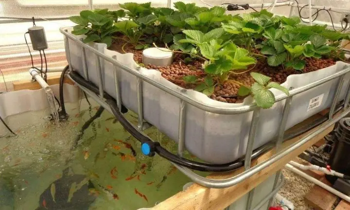 Mô Hình Aquaponics: Hướng Dẫn Nuôi Cá Kết Hợp Trồng Rau Hiệu Quả