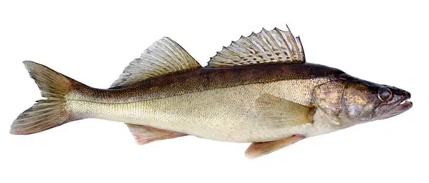 Walleye Là Cá Gì? Đặc Điểm, Phân Loại Và Thông Tin Chi Tiết