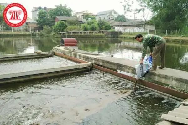 Hướng Dẫn Chi Tiết Cách Đào Ao Nuôi Cá Chuẩn Kỹ Thuật Cho Người Mới Bắt Đầu