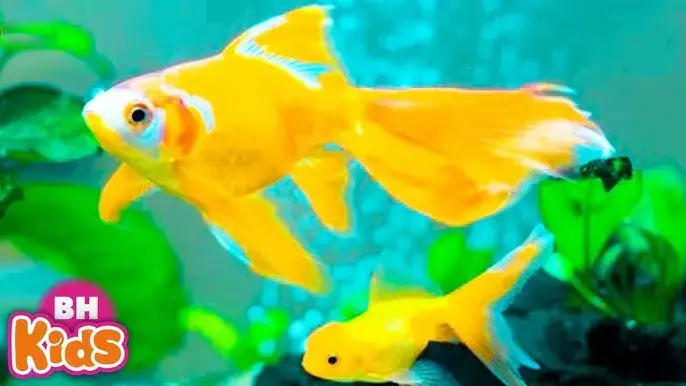 Xem Cá Bơi Trong Bể Nước: Nhạc Thiếu Nhi & Hoạt Hình Vui Nhộn Cho Bé