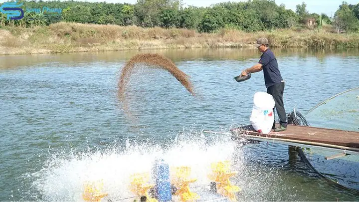 Xử Lý Bùn Đáy Ao Nuôi Cá: Nguyên Nhân, Phương Pháp Hiệu Quả & Giải Pháp Tối Ưu