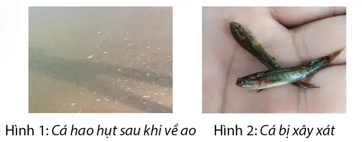 Xử Lý Cá Giống Đúng Cách Trước Khi Thả Để Đảm Bảo Sức Khỏe Và Tỷ Lệ Sống Sót
