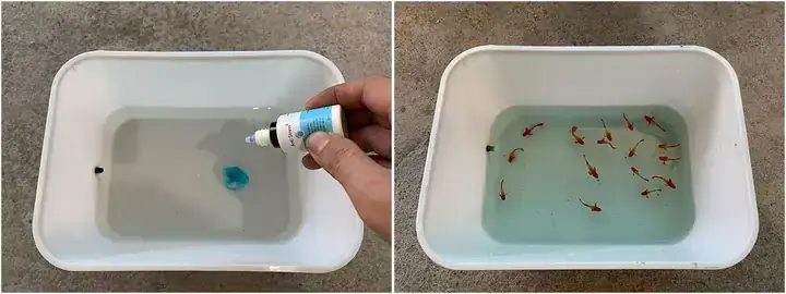 Hướng Dẫn Chi Tiết Cách Xử Lý Cá Mới Mua Về Để Tối Ưu Khả Năng Sống Sót Hướng Dẫn Chi Tiết Cách Xử Lý Cá Mới Mua Về Để Tối Ưu Khả Năng Sống Sót