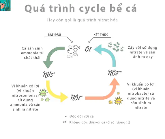 Hướng Dẫn Chi Tiết Cách Xử Lý Cá Mới Mua Về Để Tối Ưu Khả Năng Sống Sót Hướng Dẫn Chi Tiết Cách Xử Lý Cá Mới Mua Về Để Tối Ưu Khả Năng Sống Sót
